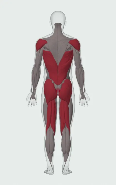Barbell Rollout from Bench: the muscles it trains, from behind. Primary — Rectus Abdominis. Also worked — Gluteus Maximus, Gluteus Medius, Gluteus Minimus, Biceps Femoris (Long Head) and 7 more.