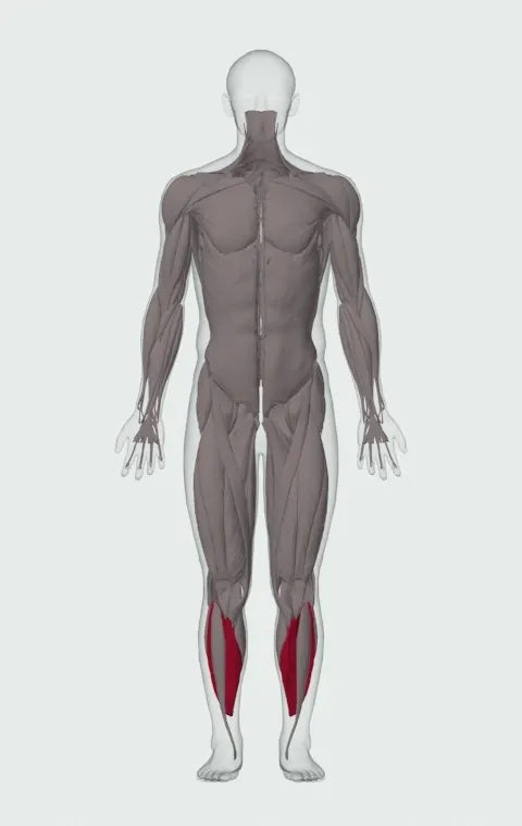 Barbell Seated Calf Raise: the muscles it trains, from the front. Primary — Soleus.
