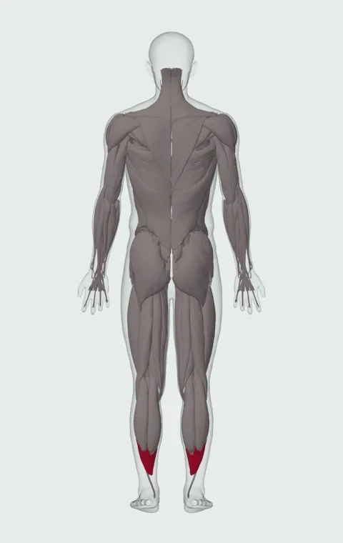 Barbell Seated Calf Raise: the muscles it trains, from behind. Primary — Soleus.