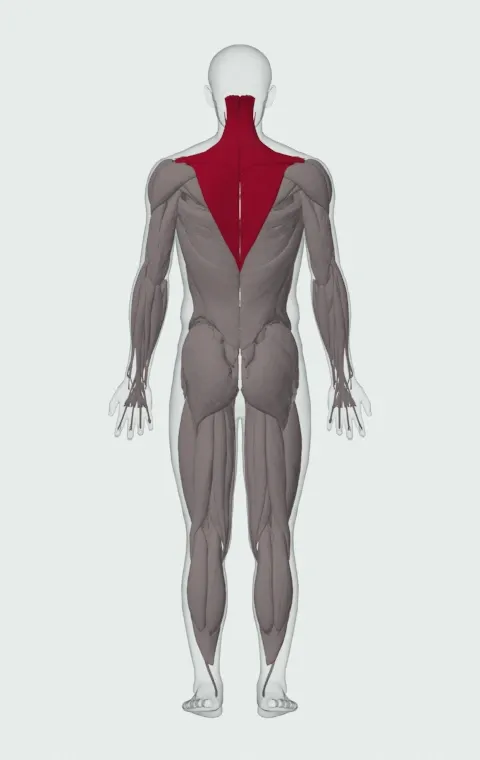 Barbell Shrug: the muscles it trains, from behind. Primary — Upper Trapezius, Middle Trapezius and Lower Trapezius. Also worked — Levator Scapulae.