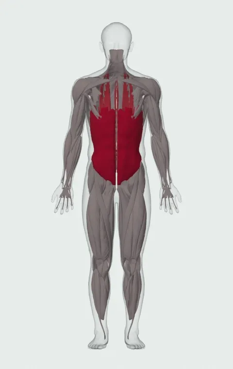 Barbell Side Bend: the muscles it trains, from the front. Primary — Rectus Abdominis, External Oblique, Internal Oblique and Quadratus Lumborum. Also worked — Erector Spinae.
