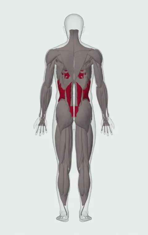 Barbell Side Bend: the muscles it trains, from behind. Primary — Rectus Abdominis, External Oblique, Internal Oblique and Quadratus Lumborum. Also worked — Erector Spinae. Erector Spinae is lifted away in this view to show what lies beneath.