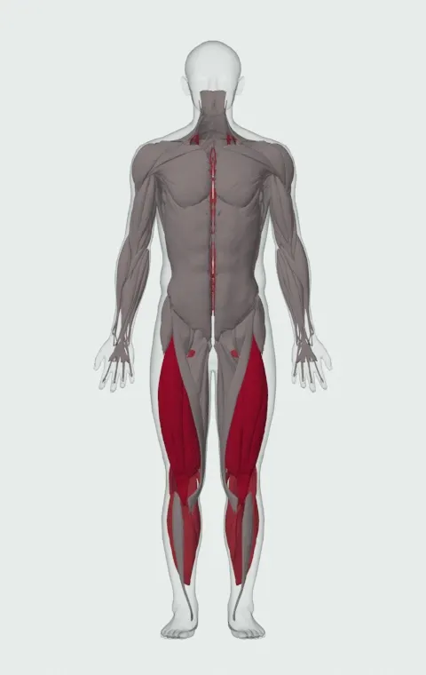 Barbell Side Split Squat: the muscles it trains, from the front. Primary — Rectus Femoris, Vastus Lateralis, Vastus Medialis and Vastus Intermedius. Also worked — Gastrocnemius, Soleus, Biceps Femoris (Long Head), Biceps Femoris (Short Head) and 3 more.