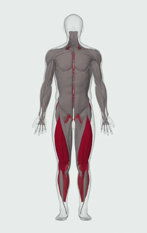 Barbell Squat To A Bench: the muscles it trains, from the front. Primary — Rectus Femoris, Vastus Lateralis, Vastus Medialis and Vastus Intermedius. Also worked — Gastrocnemius, Soleus, Gluteus Maximus, Gluteus Medius and 6 more.