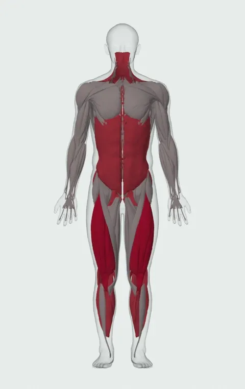 Barbell Suitcase Deadlift: the muscles it trains, from the front. Primary — Rectus Femoris, Vastus Lateralis, Vastus Medialis and Vastus Intermedius. Also worked — Rectus Abdominis, Gastrocnemius, Soleus, Gluteus Maximus and 13 more.