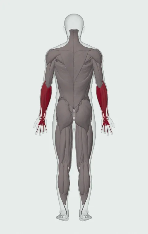 Barbell Wrist Curl: the muscles it trains, from behind. Primary — Forearm Flexors. Also worked — Forearm Extensors.