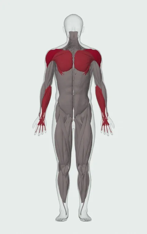 Battling Ropes: the muscles it trains, from the front. Primary — Anterior Deltoid, Lateral Deltoid and Posterior Deltoid. Also worked — Clavicular Head, Sternocostal Head, Abdominal Head, Forearm Flexors and 1 more.
