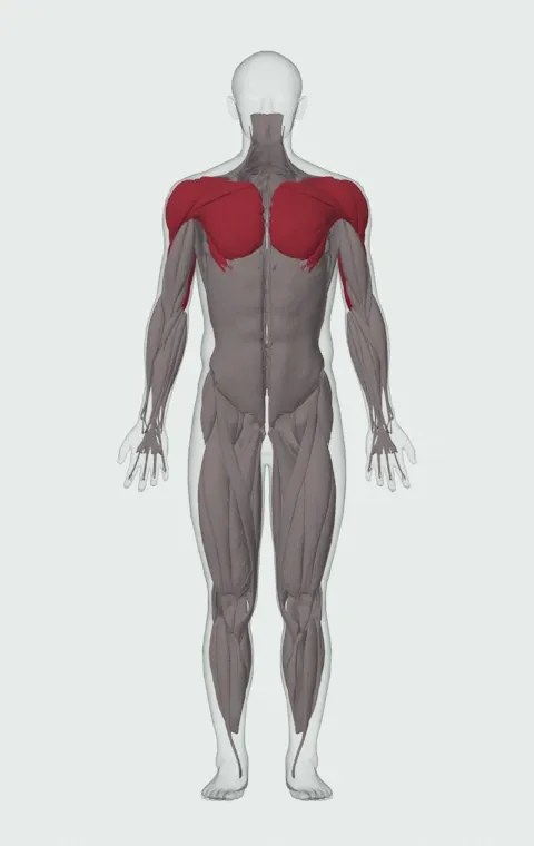 Bench Dip: the muscles it trains, from the front. Primary — Long Head, Lateral Head and Medial Head. Also worked — Clavicular Head, Sternocostal Head, Abdominal Head, Anterior Deltoid and 2 more.