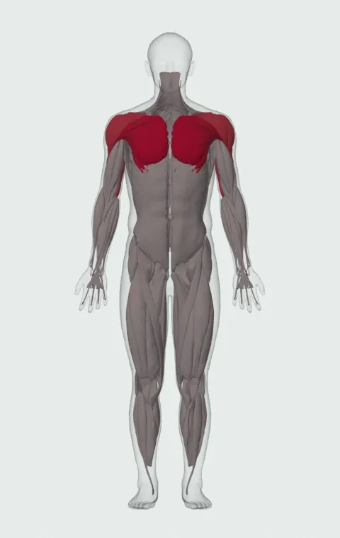Bench Press with Bands: the muscles it trains, from the front. Primary — Clavicular Head, Sternocostal Head and Abdominal Head. Also worked — Anterior Deltoid, Lateral Deltoid, Posterior Deltoid, Long Head and 2 more.