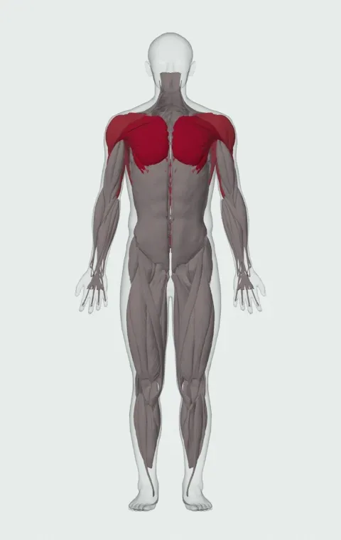 Bent-Arm Dumbbell Pullover: the muscles it trains, from the front. Primary — Clavicular Head, Sternocostal Head and Abdominal Head. Also worked — Latissimus Dorsi, Anterior Deltoid, Lateral Deltoid, Posterior Deltoid and 4 more.