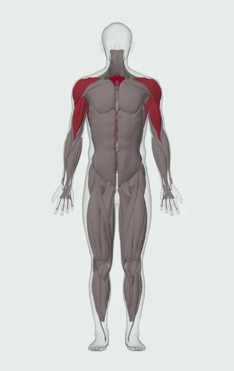 Bent-Over Barbell Row: the muscles it trains, from the front. Primary — Rhomboid Major, Rhomboid Minor and Middle Trapezius. Also worked — Long Head, Short Head, Latissimus Dorsi, Anterior Deltoid and 2 more.
