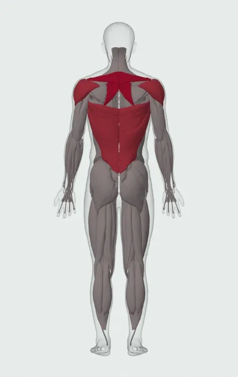 Bent-Over Barbell Row: the muscles it trains, from behind. Primary — Rhomboid Major, Rhomboid Minor and Middle Trapezius. Also worked — Long Head, Short Head, Latissimus Dorsi, Anterior Deltoid and 2 more.