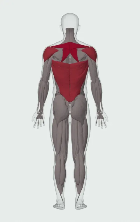 Bent-Over Dumbbell Row: the muscles it trains, from behind. Primary — Rhomboid Major, Rhomboid Minor and Middle Trapezius. Also worked — Long Head, Short Head, Latissimus Dorsi, Anterior Deltoid and 2 more.