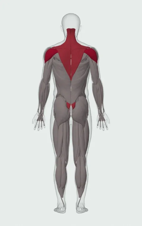 Bent Over Low-Pulley Side Lateral: the muscles it trains, from behind. Primary — Posterior Deltoid. Also worked — Erector Spinae, Rhomboid Major, Rhomboid Minor, Middle Trapezius and 2 more.