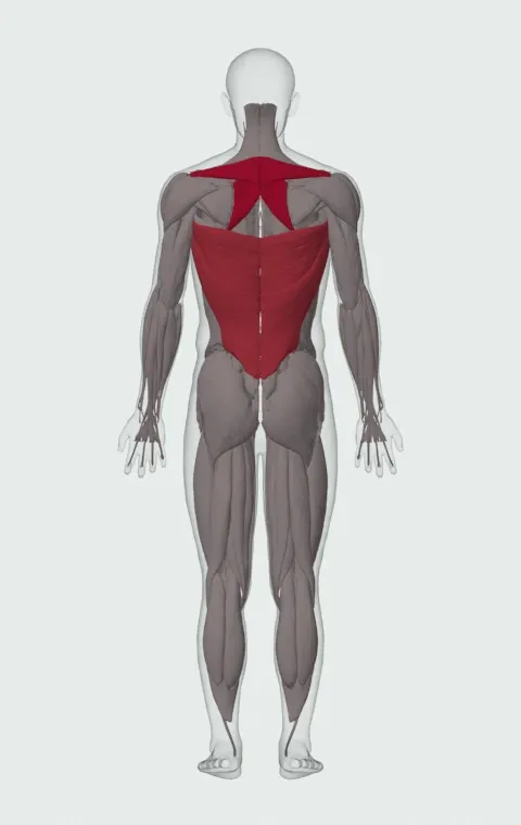 Bent Over Two-Arm Long Bar Row: the muscles it trains, from behind. Primary — Rhomboid Major, Rhomboid Minor and Middle Trapezius. Also worked — Long Head, Short Head and Latissimus Dorsi.