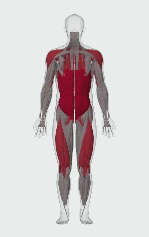 Bent Press: the muscles it trains, from the front. Primary — Rectus Abdominis, External Oblique and Internal Oblique. Also worked — Gluteus Maximus, Gluteus Medius, Gluteus Minimus, Biceps Femoris (Long Head) and 14 more.