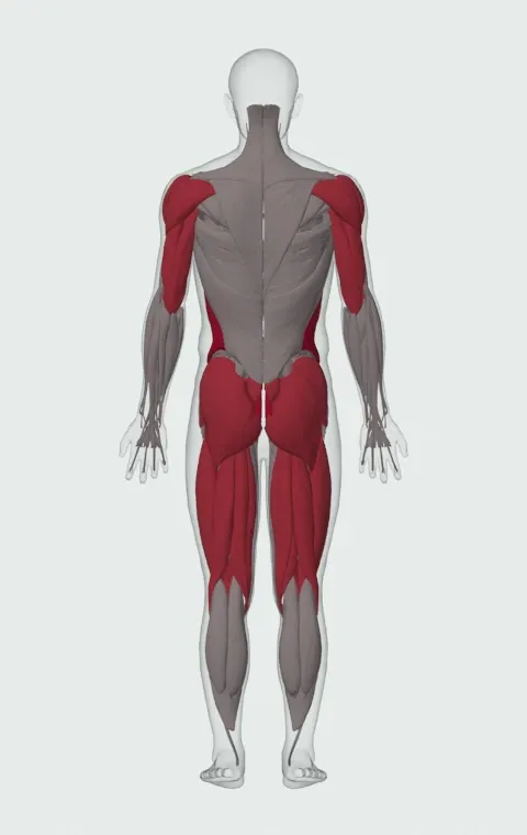 Bent Press: the muscles it trains, from behind. Primary — Rectus Abdominis, External Oblique and Internal Oblique. Also worked — Gluteus Maximus, Gluteus Medius, Gluteus Minimus, Biceps Femoris (Long Head) and 14 more.