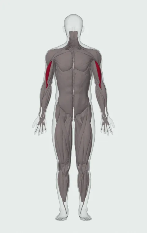 Long Head highlighted on an anatomical figure, from the front.