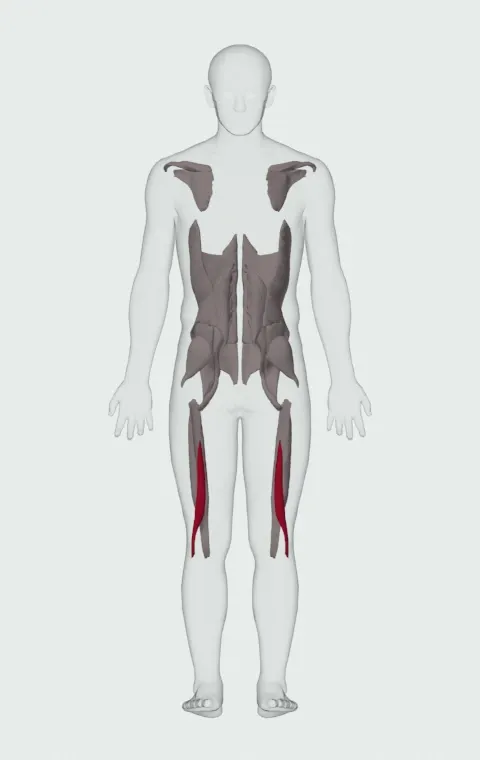 Biceps Femoris (Short Head) highlighted on an anatomical figure, from behind.