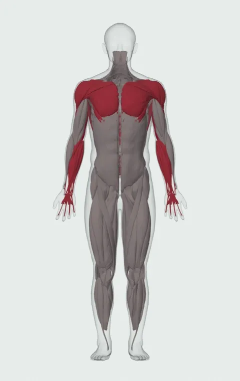 Board Press: the muscles it trains, from the front. Primary — Long Head, Lateral Head and Medial Head. Also worked — Clavicular Head, Sternocostal Head, Abdominal Head, Forearm Flexors and 5 more.