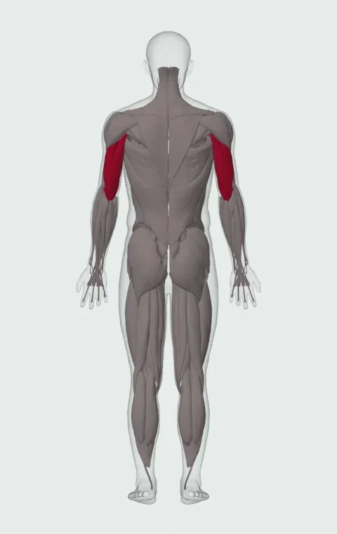 Body Triceps Press: the muscles it trains, from behind. Primary — Long Head, Lateral Head and Medial Head.