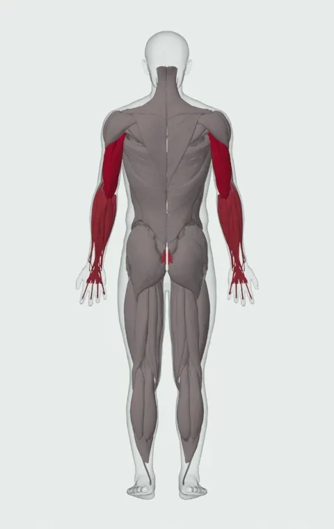 Body-Up: the muscles it trains, from behind. Primary — Long Head, Lateral Head and Medial Head. Also worked — Rectus Abdominis, Forearm Flexors and Forearm Extensors.