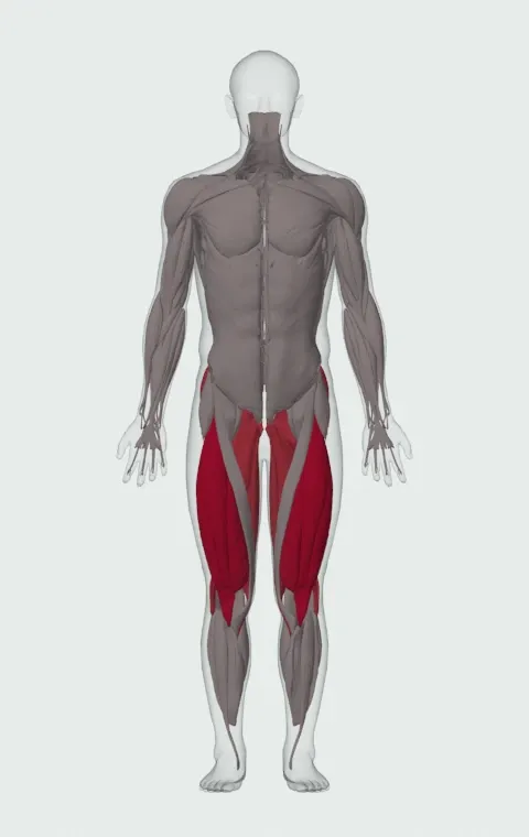 Bodyweight Squat: the muscles it trains, from the front. Primary — Rectus Femoris, Vastus Lateralis, Vastus Medialis and Vastus Intermedius. Also worked — Gluteus Maximus, Gluteus Medius, Gluteus Minimus, Biceps Femoris (Long Head) and 7 more.