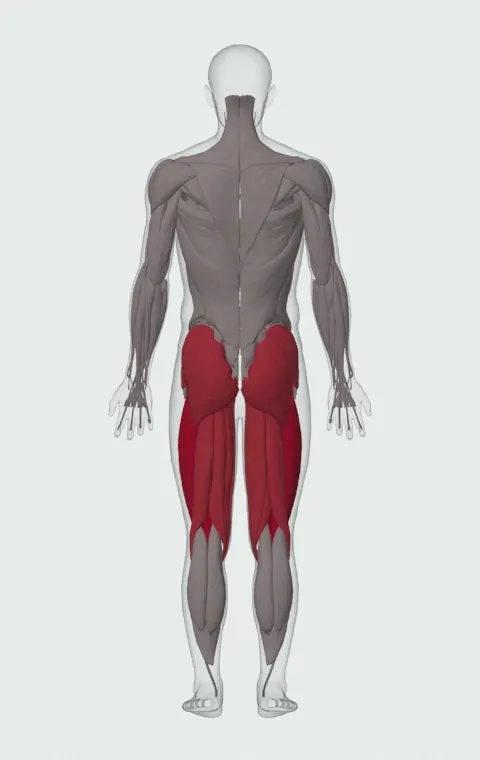 Bodyweight Squat: the muscles it trains, from behind. Primary — Rectus Femoris, Vastus Lateralis, Vastus Medialis and Vastus Intermedius. Also worked — Gluteus Maximus, Gluteus Medius, Gluteus Minimus, Biceps Femoris (Long Head) and 7 more.