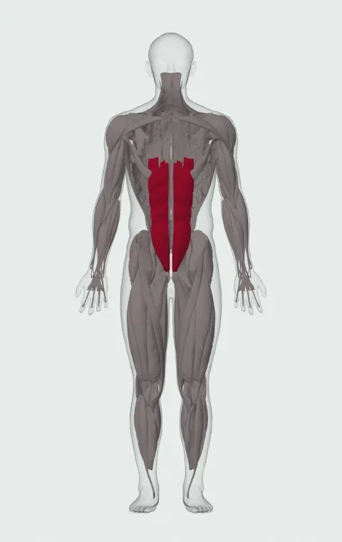 Bottoms Up: the muscles it trains, from the front. Primary — Rectus Abdominis.