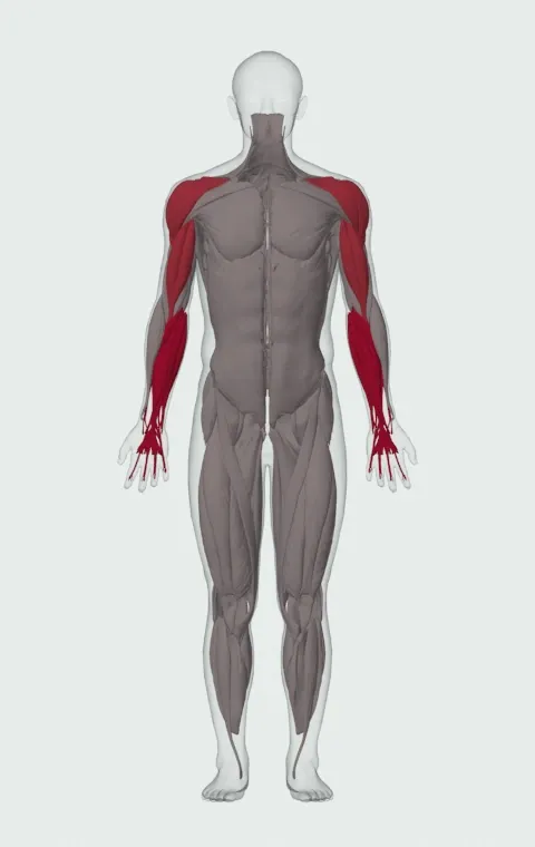 Bottoms-Up Hang Clean: the muscles it trains, from the front. Primary — Forearm Flexors and Forearm Extensors. Also worked — Long Head, Short Head, Anterior Deltoid, Lateral Deltoid and 1 more.