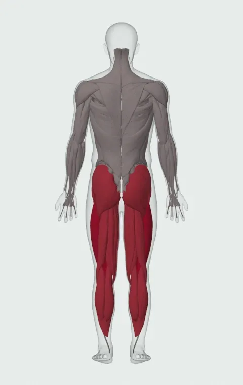 Box Jump: the muscles it trains, from behind. Primary — Rectus Femoris, Vastus Lateralis, Vastus Medialis and Vastus Intermedius. Also worked — Gluteus Medius, Gluteus Minimus, Tensor Fasciae Latae, Adductor Magnus and 10 more.