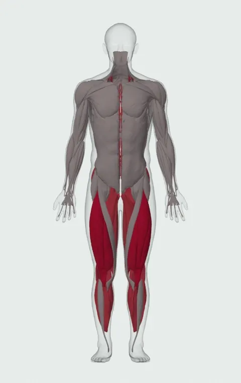 Box Squat: the muscles it trains, from the front. Primary — Rectus Femoris, Vastus Lateralis, Vastus Medialis and Vastus Intermedius. Also worked — Adductor Magnus, Adductor Longus, Adductor Brevis, Gracilis and 10 more.