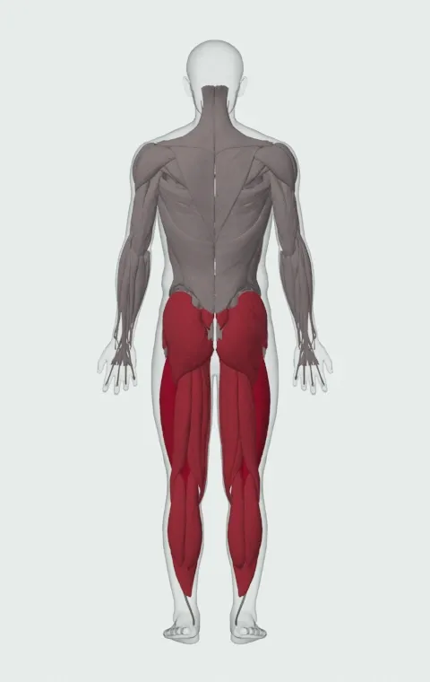 Box Squat: the muscles it trains, from behind. Primary — Rectus Femoris, Vastus Lateralis, Vastus Medialis and Vastus Intermedius. Also worked — Adductor Magnus, Adductor Longus, Adductor Brevis, Gracilis and 10 more.