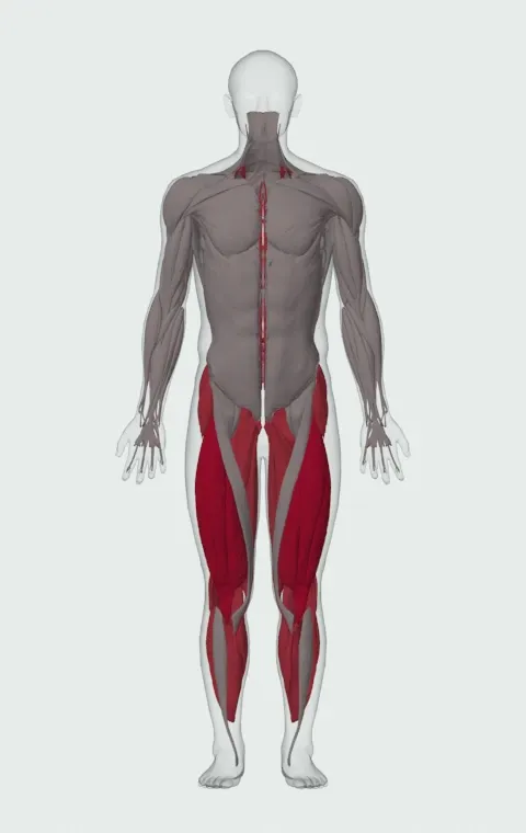 Box Squat with Chains: the muscles it trains, from the front. Primary — Rectus Femoris, Vastus Lateralis, Vastus Medialis and Vastus Intermedius. Also worked — Gluteus Medius, Gluteus Minimus, Tensor Fasciae Latae, Adductor Magnus and 11 more.