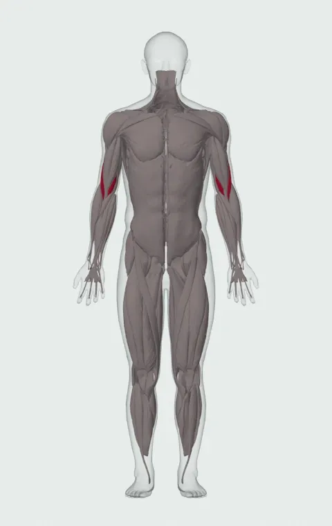 Brachialis highlighted on an anatomical figure, from the front.
