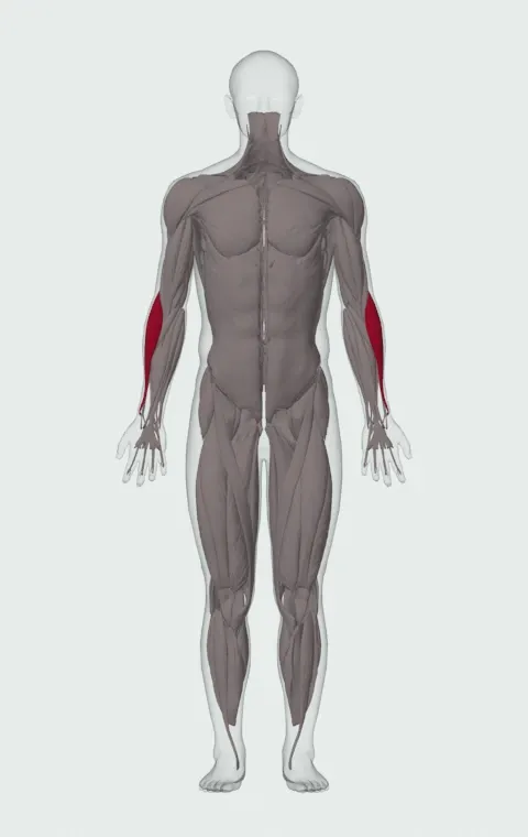 Brachioradialis highlighted on an anatomical figure, from the front.