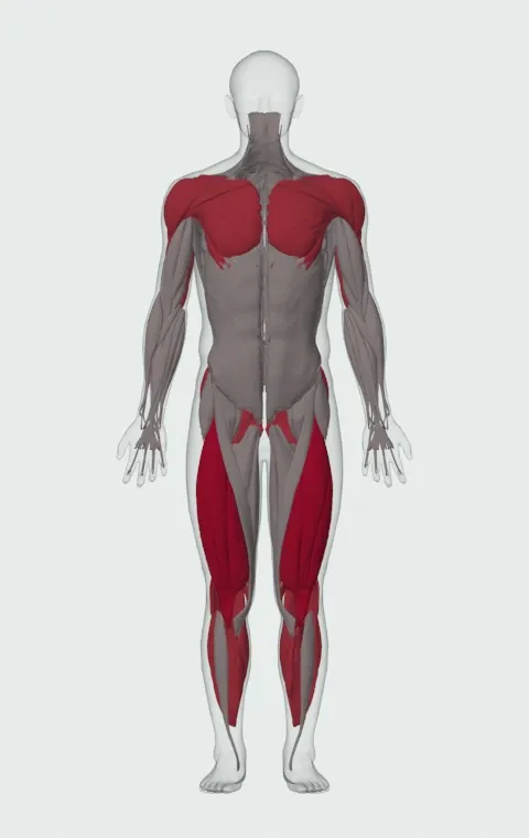 Burpee: the muscles it trains, from the front. Primary — Rectus Femoris, Vastus Lateralis, Vastus Medialis and Vastus Intermedius. Also worked — Gastrocnemius, Soleus, Gluteus Maximus, Gluteus Medius and 14 more.