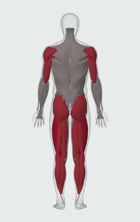 Burpee: the muscles it trains, from behind. Primary — Rectus Femoris, Vastus Lateralis, Vastus Medialis and Vastus Intermedius. Also worked — Gastrocnemius, Soleus, Gluteus Maximus, Gluteus Medius and 14 more.