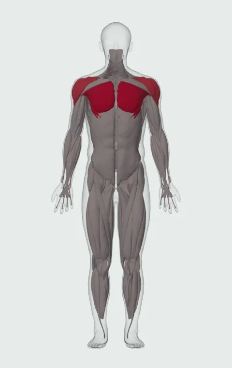 Cable Crossover: the muscles it trains, from the front. Primary — Sternocostal Head and Abdominal Head. Also worked — Anterior Deltoid, Lateral Deltoid and Posterior Deltoid.