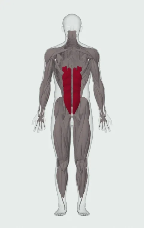 Cable Crunch: the muscles it trains, from the front. Primary — Rectus Abdominis.