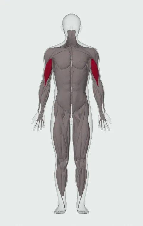 Cable Curl: the muscles it trains, from the front. Primary — Long Head and Short Head.