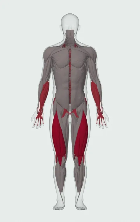 Cable Deadlift: the muscles it trains, from the front. Primary — Rectus Femoris, Vastus Lateralis, Vastus Medialis and Vastus Intermedius. Also worked — Forearm Flexors, Forearm Extensors, Gluteus Maximus, Gluteus Medius and 6 more.