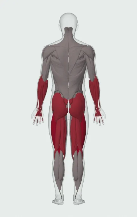 Cable Deadlift: the muscles it trains, from behind. Primary — Rectus Femoris, Vastus Lateralis, Vastus Medialis and Vastus Intermedius. Also worked — Forearm Flexors, Forearm Extensors, Gluteus Maximus, Gluteus Medius and 6 more.