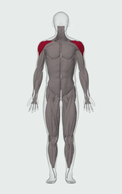Cable External Rotation: the muscles it trains, from the front. Primary — Anterior Deltoid, Lateral Deltoid, Posterior Deltoid, Infraspinatus and 1 more.