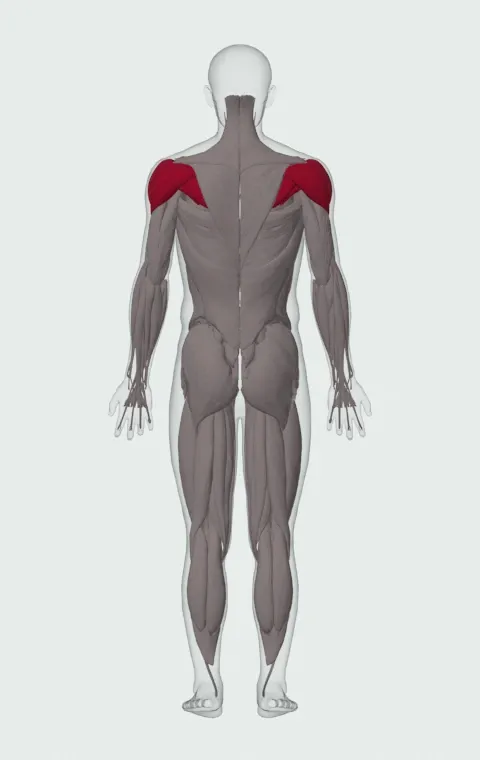 Cable External Rotation: the muscles it trains, from behind. Primary — Anterior Deltoid, Lateral Deltoid, Posterior Deltoid, Infraspinatus and 1 more.