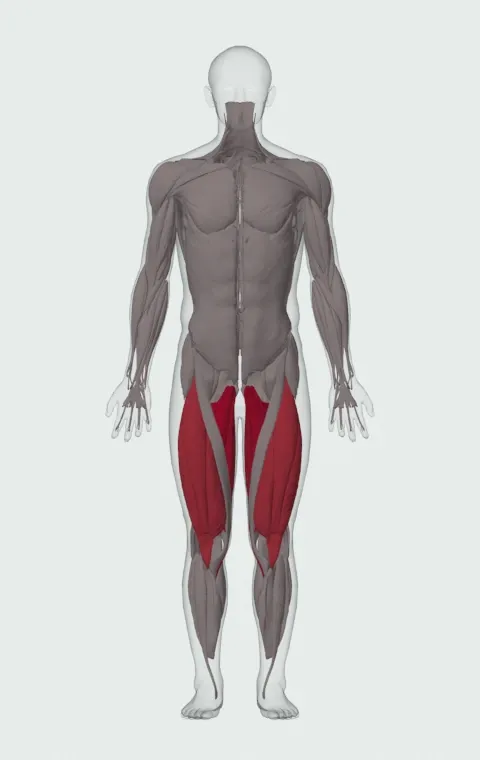 Cable Hip Adduction: the muscles it trains, from the front. Primary — Adductor Magnus, Adductor Longus, Adductor Brevis and Gracilis. Also worked — Rectus Femoris, Vastus Lateralis, Vastus Medialis and Vastus Intermedius.