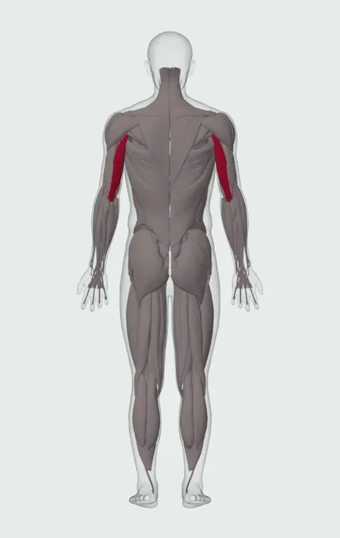 Cable Incline Triceps Extension: the muscles it trains, from behind. Primary — Long Head.