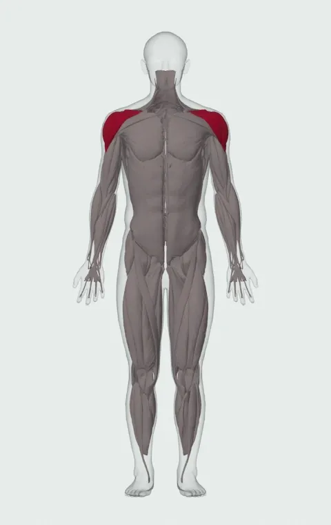 Cable Internal Rotation: the muscles it trains, from the front. Primary — Anterior Deltoid, Lateral Deltoid, Posterior Deltoid and Subscapularis.