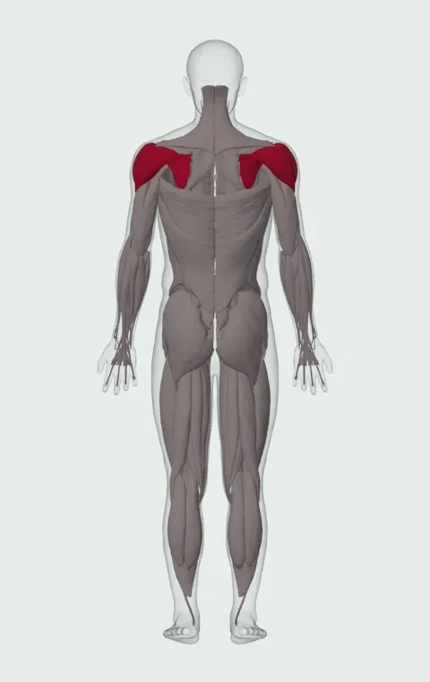 Cable Internal Rotation: the muscles it trains, from behind. Primary — Anterior Deltoid, Lateral Deltoid, Posterior Deltoid and Subscapularis.
