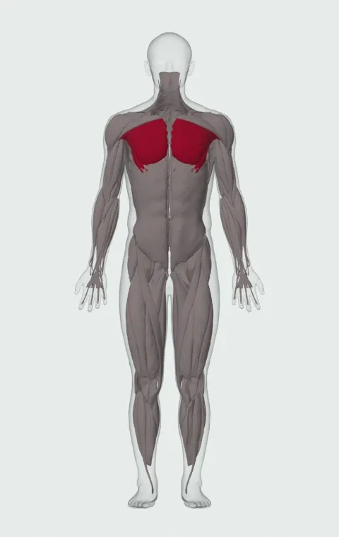 Cable Iron Cross: the muscles it trains, from the front. Primary — Sternocostal Head and Abdominal Head.